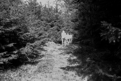 1980-Sverrige-med-DC-208