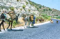 1982-Cypern-ferie-170