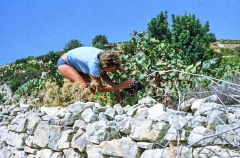 1982-Cypern-ferie-173