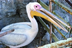 1982-Cypern-ferie-187