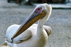 1982-Cypern-ferie-195