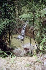 Mal0011-Frasers-Hill-6