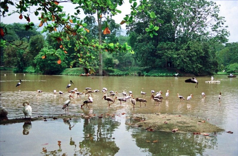 1989-Zoo-2