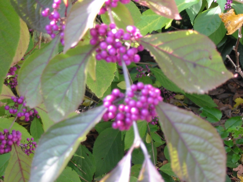 2007-Falster-og-Møn-103