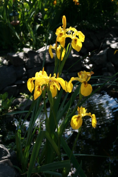 2009-Kamstrupvej-100