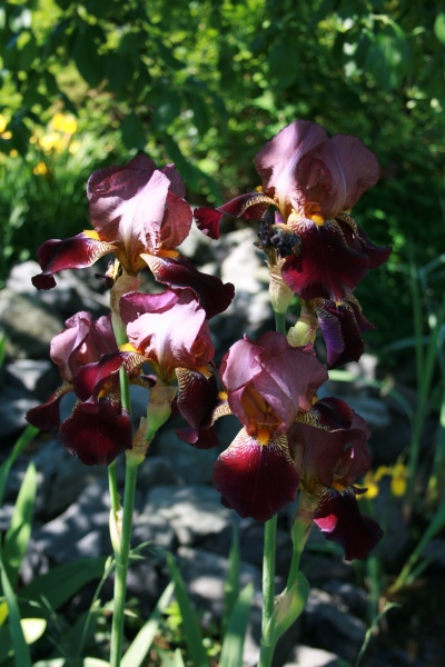 2009-Kamstrupvej-102