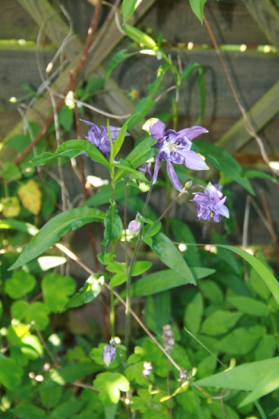 2009-Kamstrupvej-104