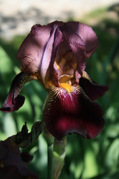 2009-Kamstrupvej-108