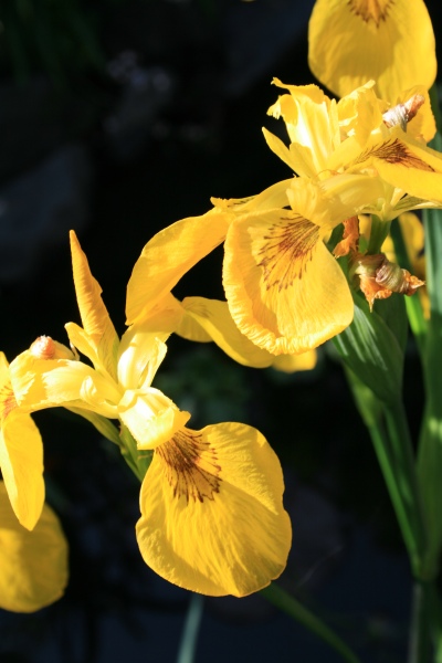 2009-Kamstrupvej-109