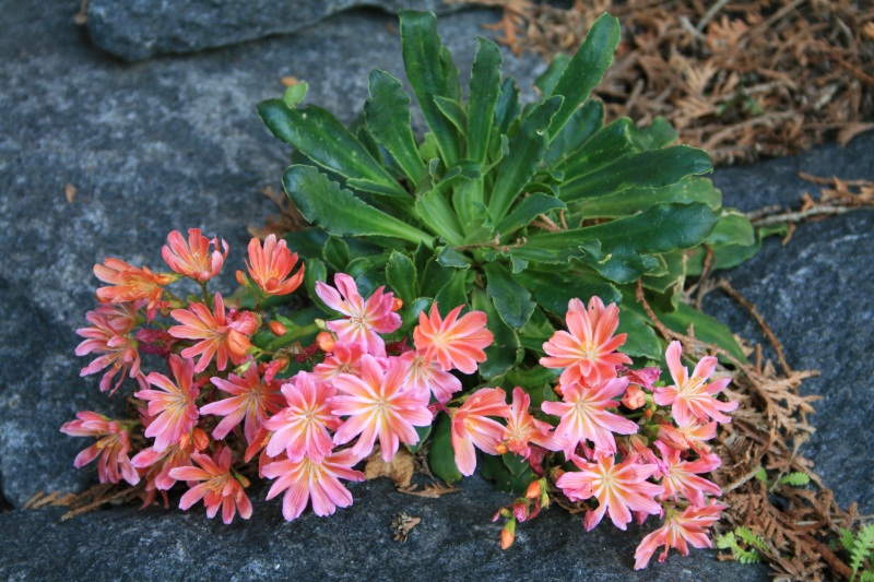 2009-Kamstrupvej-118