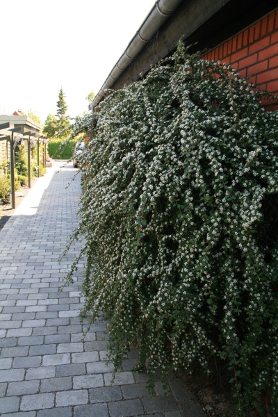 2009-Kamstrupvej-120