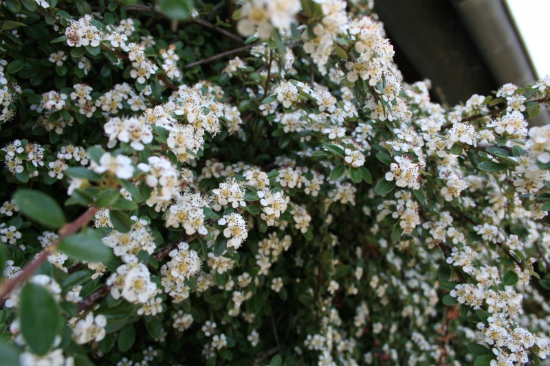 2009-Kamstrupvej-121