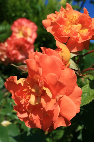 2009-Kamstrupvej-122