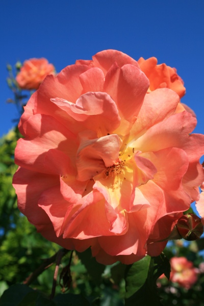 2009-Kamstrupvej-123