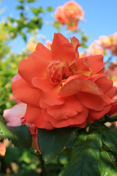 2009-Kamstrupvej-124