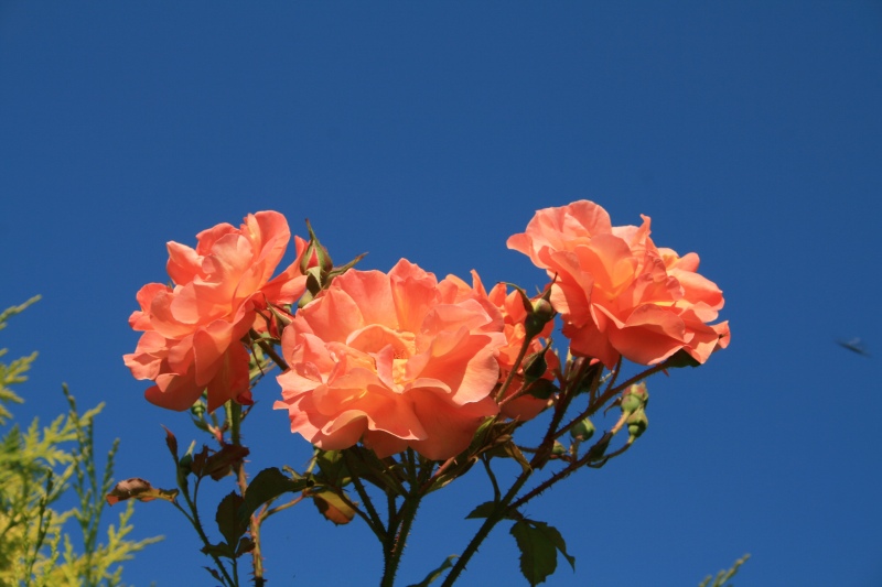 2009-Kamstrupvej-125