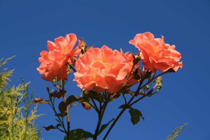 2009-Kamstrupvej-126