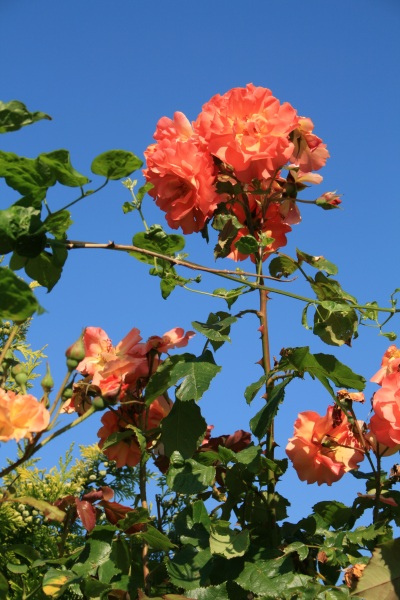 2009-Kamstrupvej-127