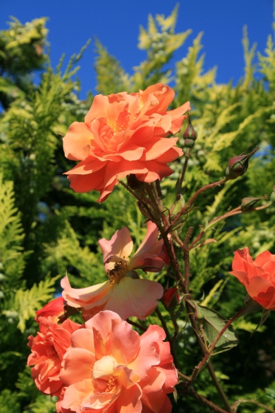 2009-Kamstrupvej-128