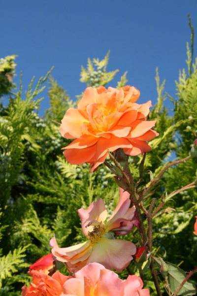 2009-Kamstrupvej-129