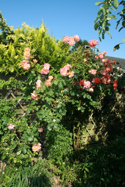 2009-Kamstrupvej-133