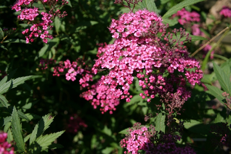 2009-Kamstrupvej-134