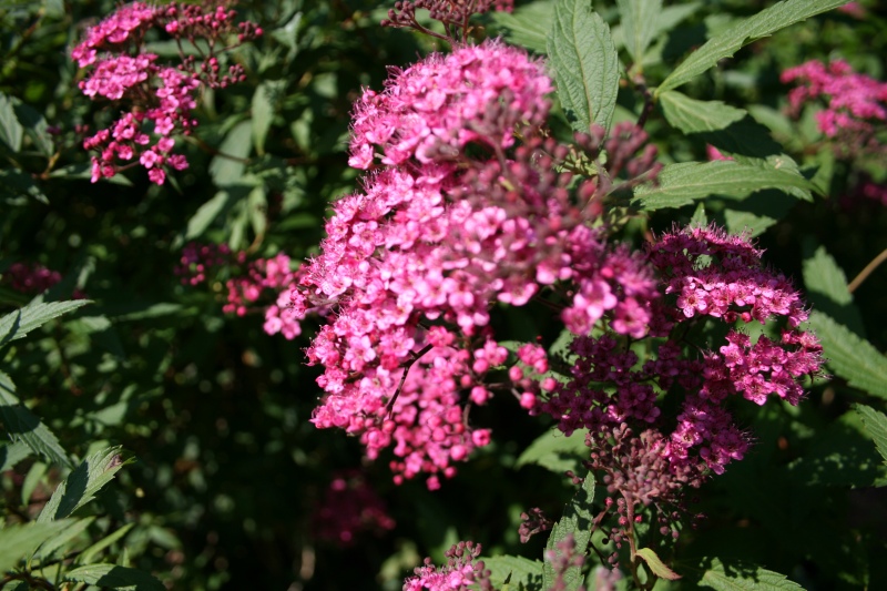 2009-Kamstrupvej-135