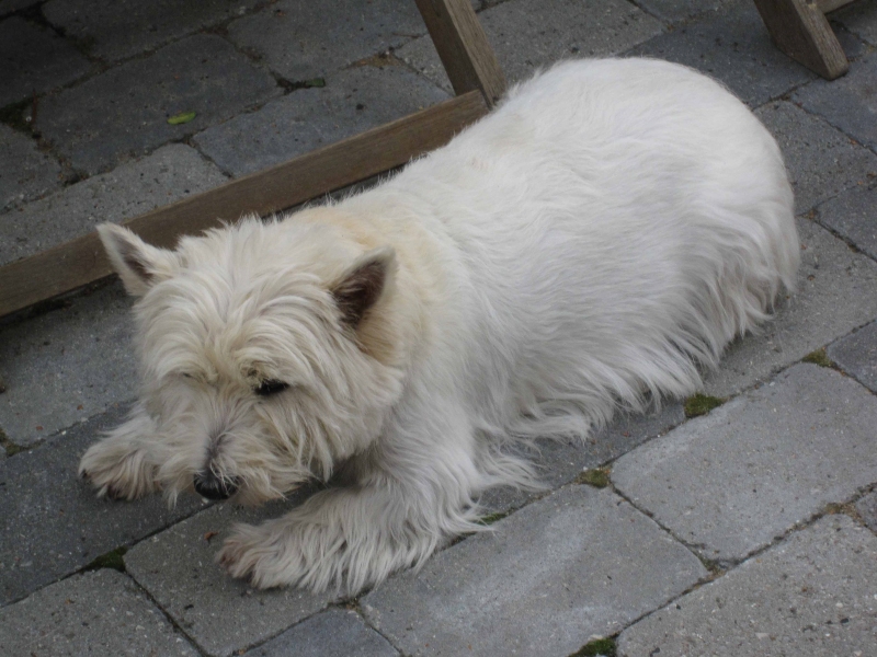 2009-Thomas-føds-107