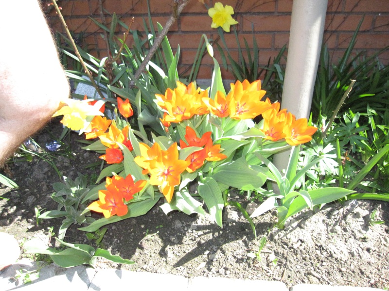 2011-Billeder-fra-hjemmet-1-102