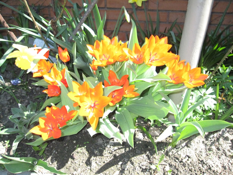 2011-Billeder-fra-hjemmet-1-103