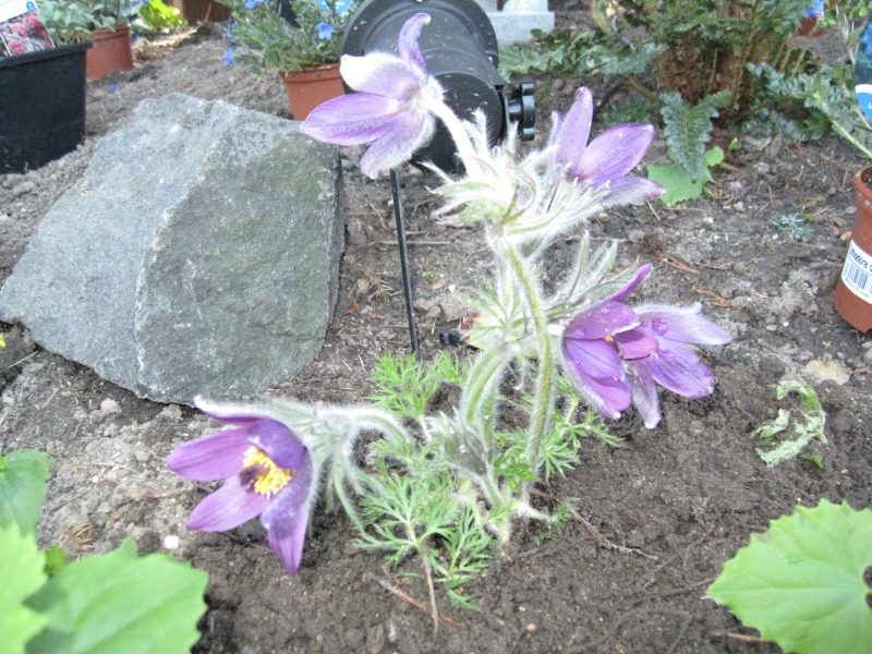 2011-Billeder-fra-hjemmet-1-104