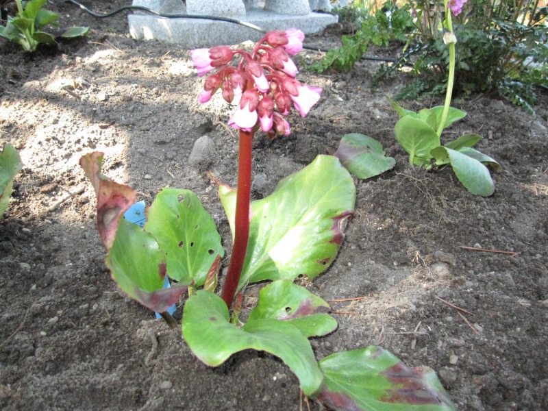 2011-Billeder-fra-hjemmet-1-105