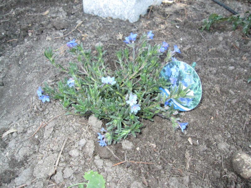 2011-Billeder-fra-hjemmet-1-106