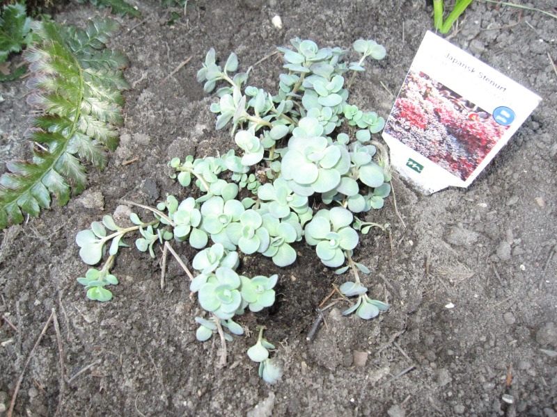 2011-Billeder-fra-hjemmet-1-107