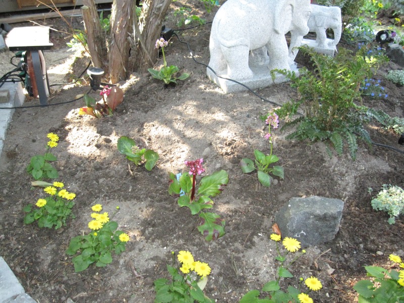 2011-Billeder-fra-hjemmet-1-109