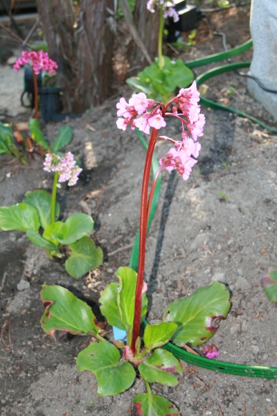 2011-Billeder-fra-hjemmet-1-113