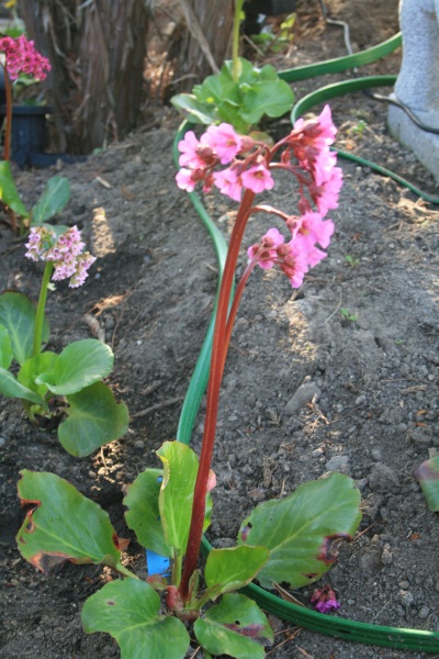 2011-Billeder-fra-hjemmet-1-114