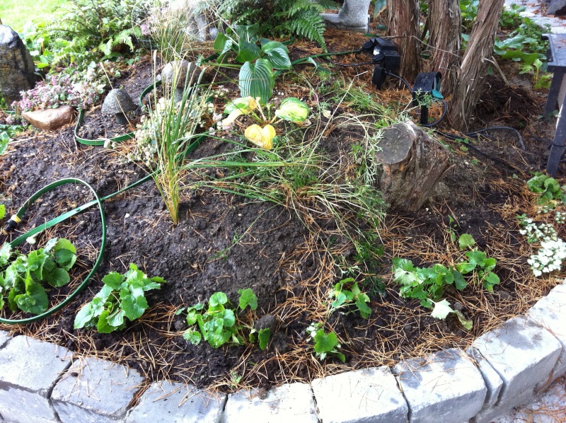 2011-Billeder-fra-hjemmet-2-113