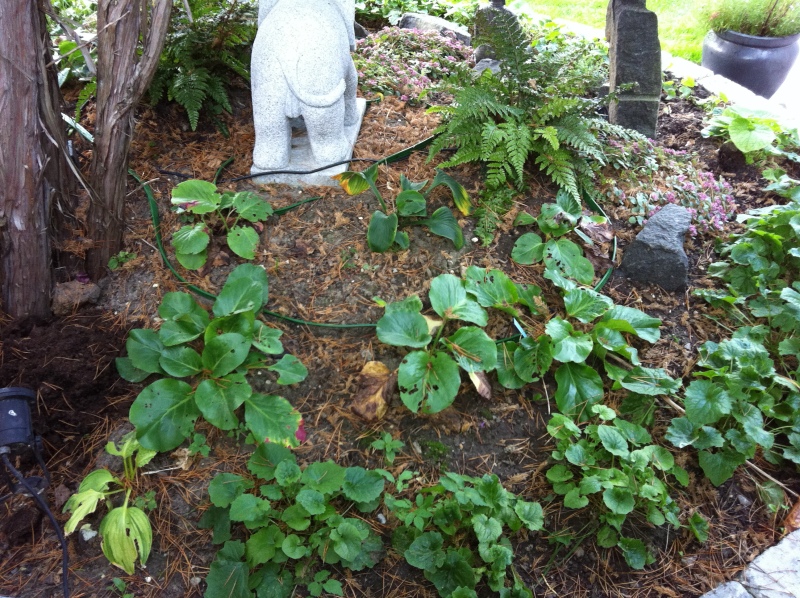 2011-Billeder-fra-hjemmet-2-117