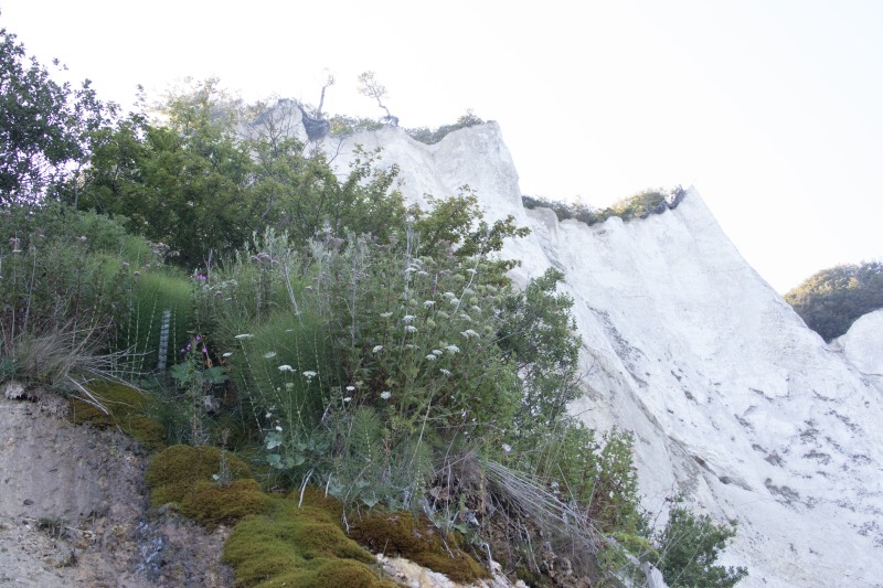 2015-Møns-klint-162