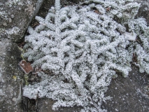 2019-Kirsten-Island-Egne-141