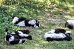 2019-Knuthenborg-140