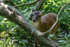 2019-Knuthenborg-148