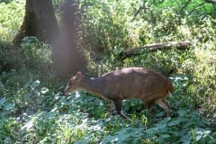 2019-Knuthenborg-150