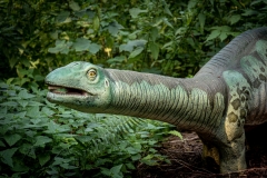 2019-Knuthenborg-154