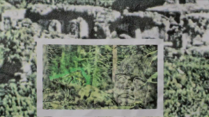 Fanfarlo - Cell Song