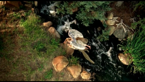 Nightwish - Amaranth