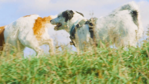 Weird Nightmare - Wrecked