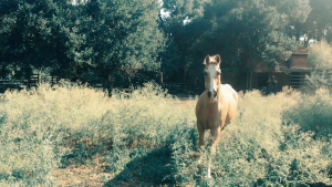 Daniel Romanos Outfit - Green Eye Shade